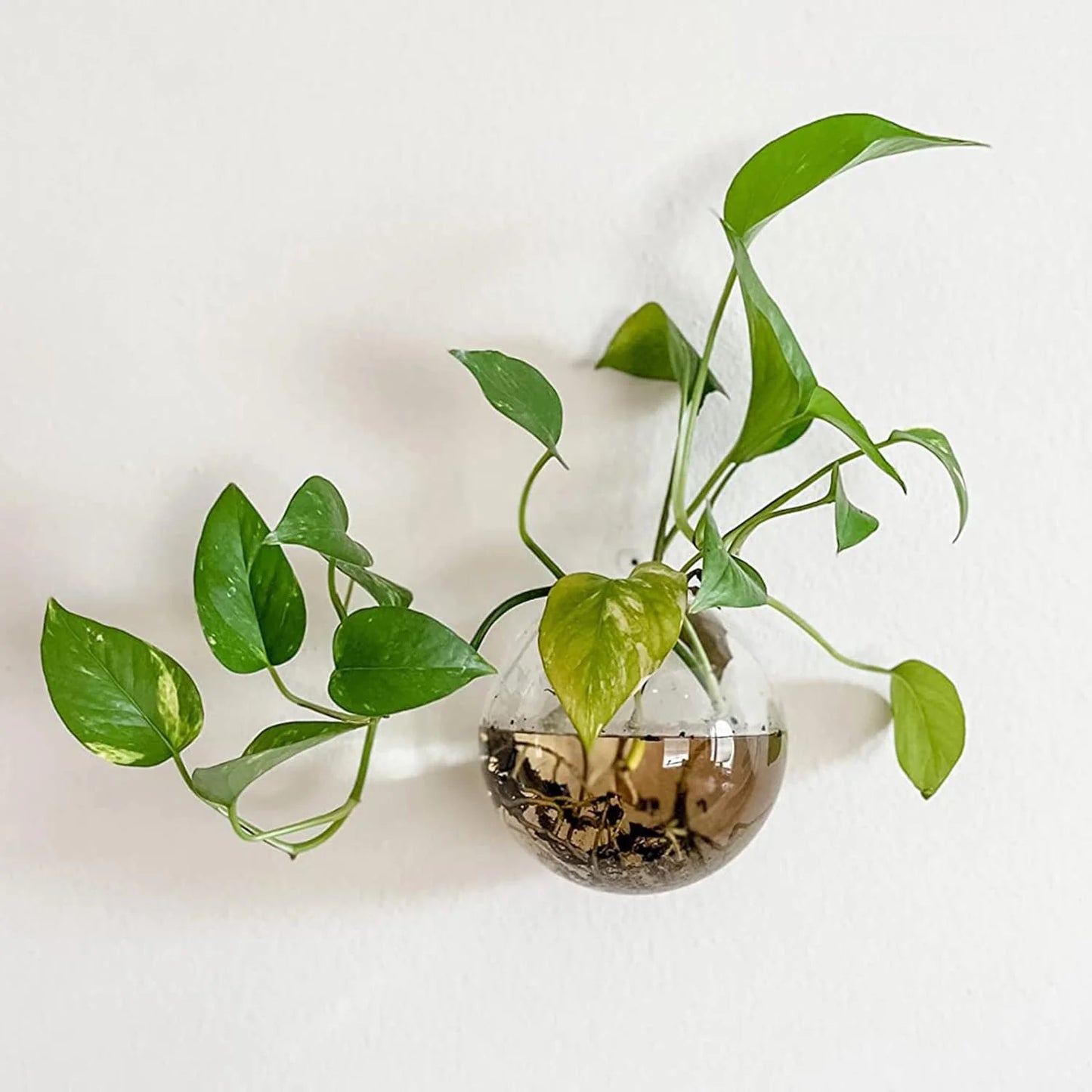 Wall-Hanging Fish Bowl🐟 Plant Containers🍃