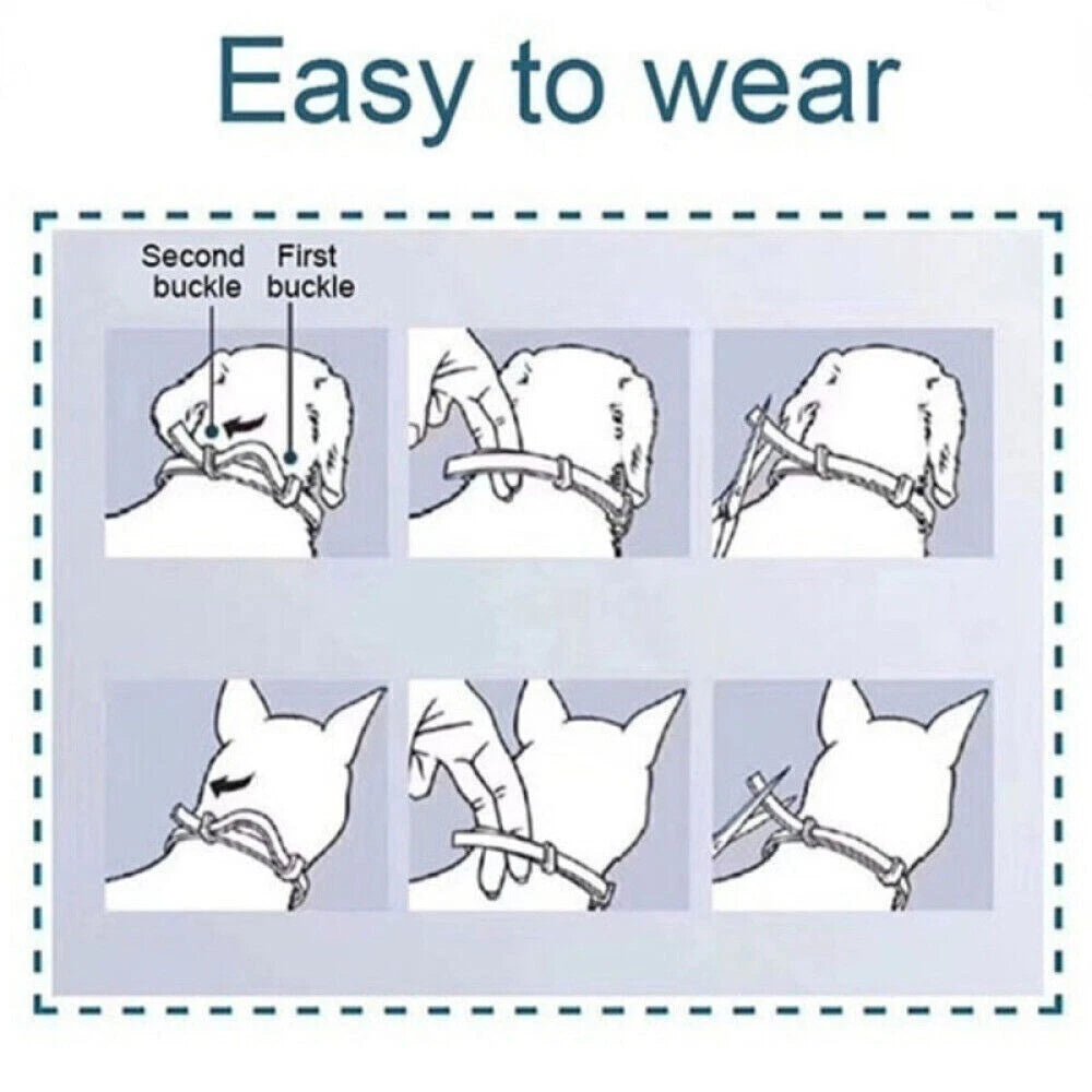 8+ Months Pet Bug Repellent Collar