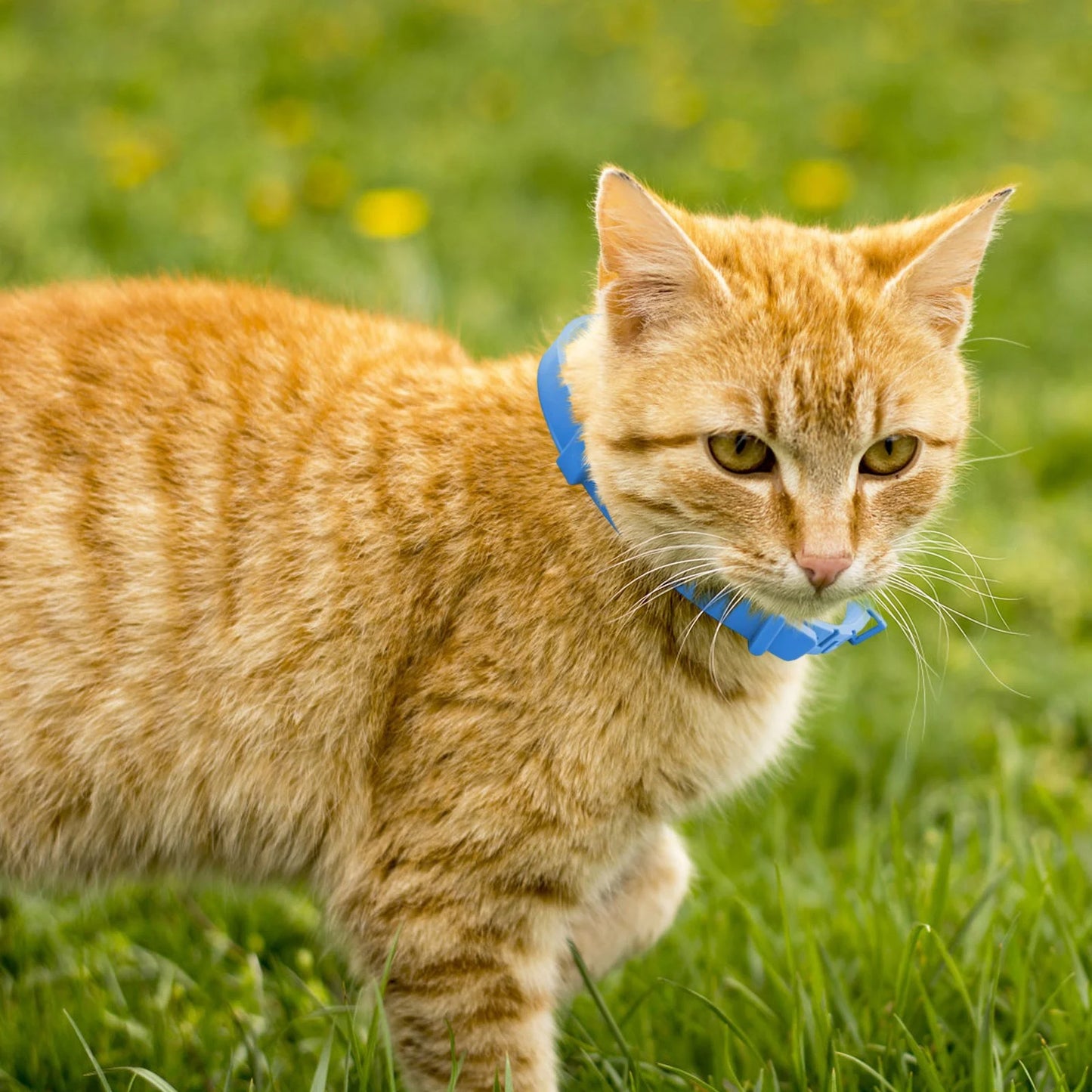 8+ Months Pet Bug Repellent Collar
