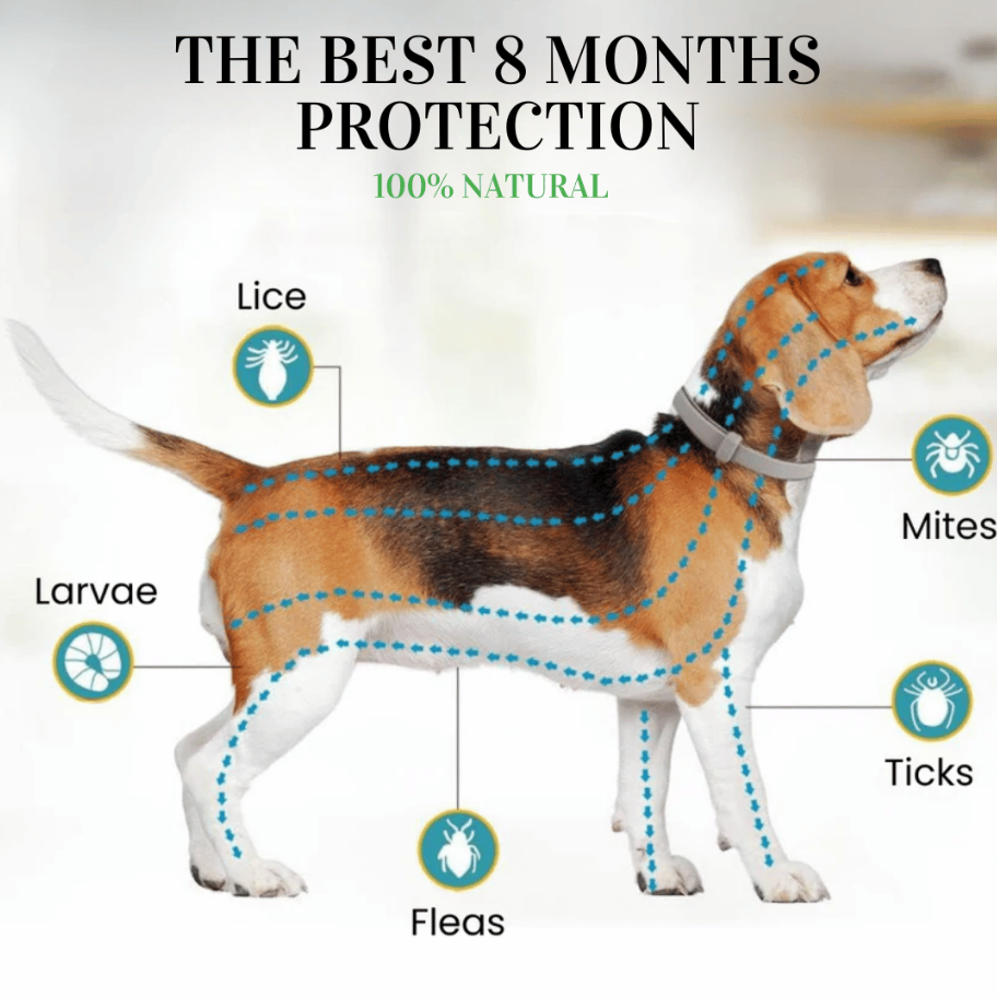 8+ Months Pet Bug Repellent Collar